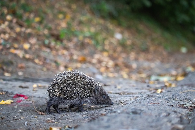 追求自我超 追求自我超